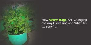 grow-bags
